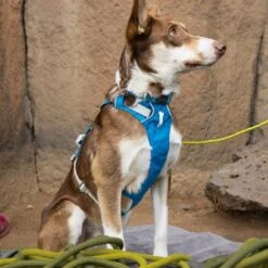 Ruffwear Flagline Lightweight Pet Dog Harness -Sports Equipment it67a