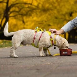 Ruffwear Flagline Lightweight Pet Dog Harness -Sports Equipment it68