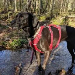 Ruffwear Flagline Lightweight Pet Dog Harness -Sports Equipment it69a